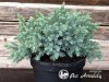 Kadagys žvynuotasis ,Blue Star' (lot. Juniperus squamata)